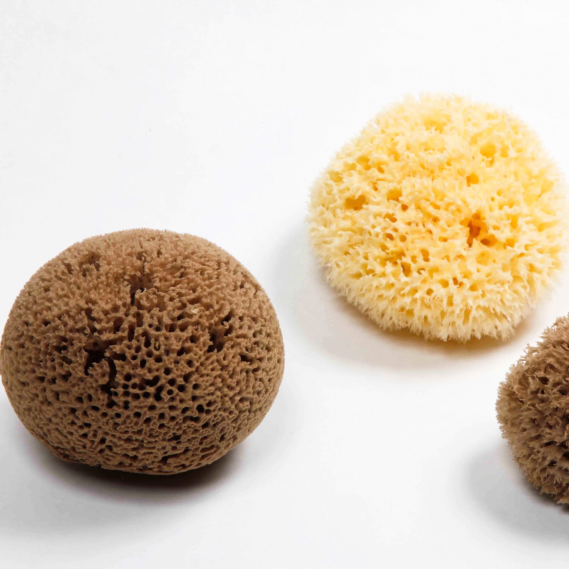 Natural Sea Sponge – Hand-Harvested Bath & Body Sponge | 4–5"