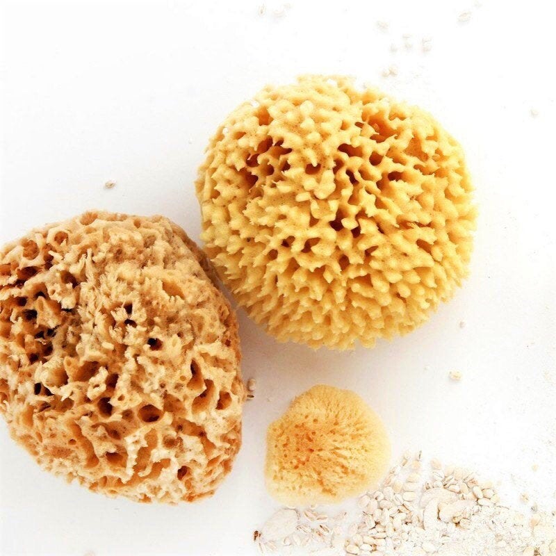 Natural Sea Sponge – Hand-Harvested Bath & Body Sponge | 4–5"