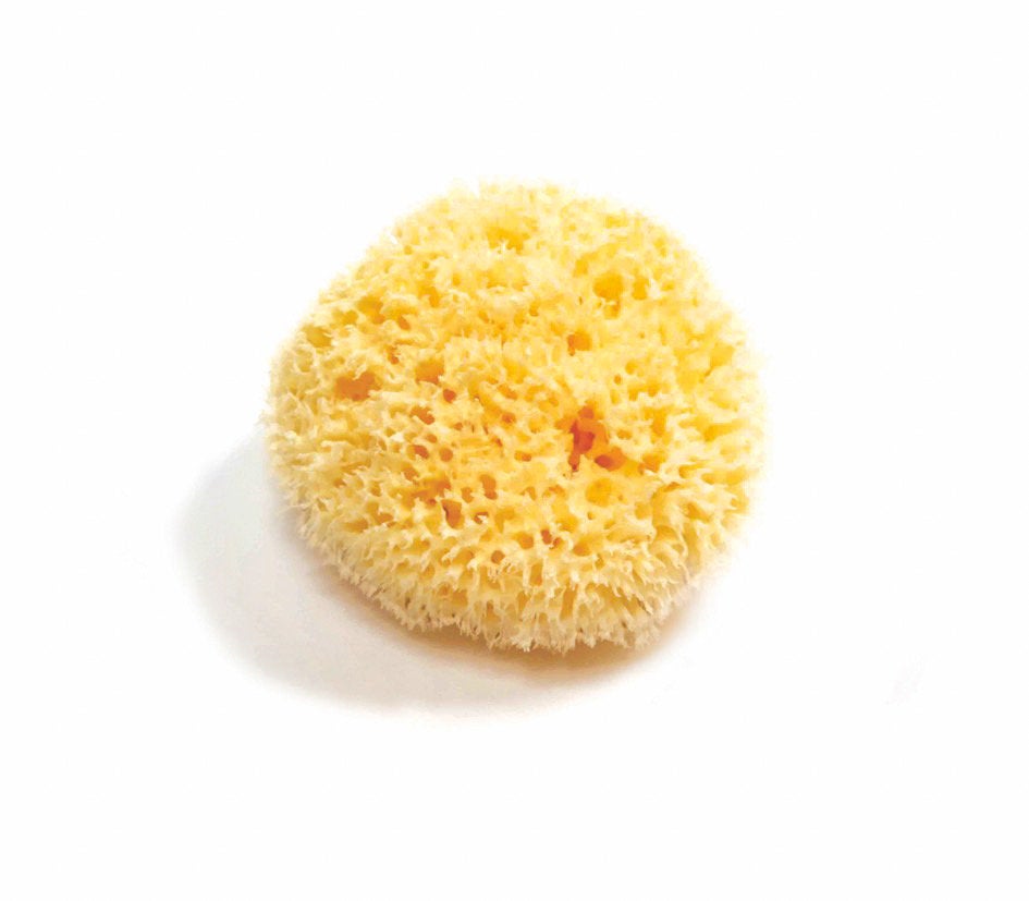 Natural Sea Sponge – Hand-Harvested Bath & Body Sponge | 4–5"