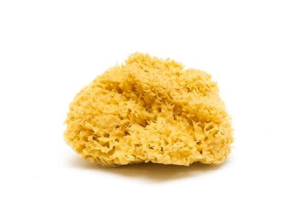 Natural Sea Sponge – Hand-Harvested Bath & Body Sponge | 4–5"